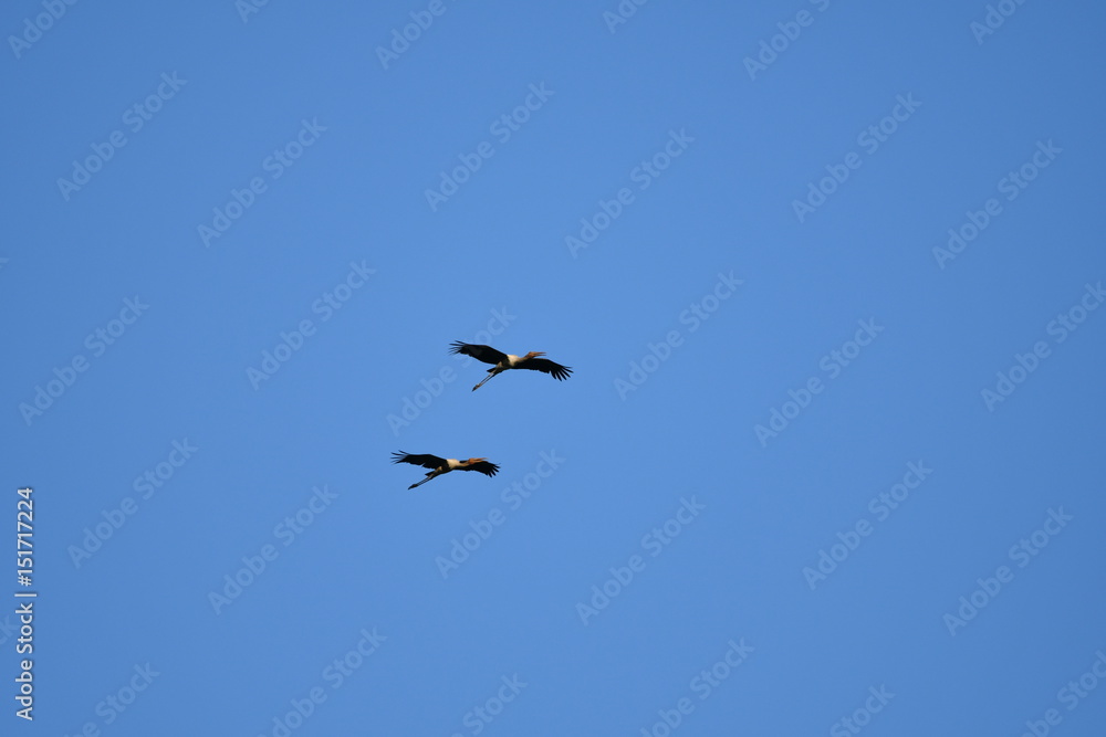 Two birds flying in the blue sky.