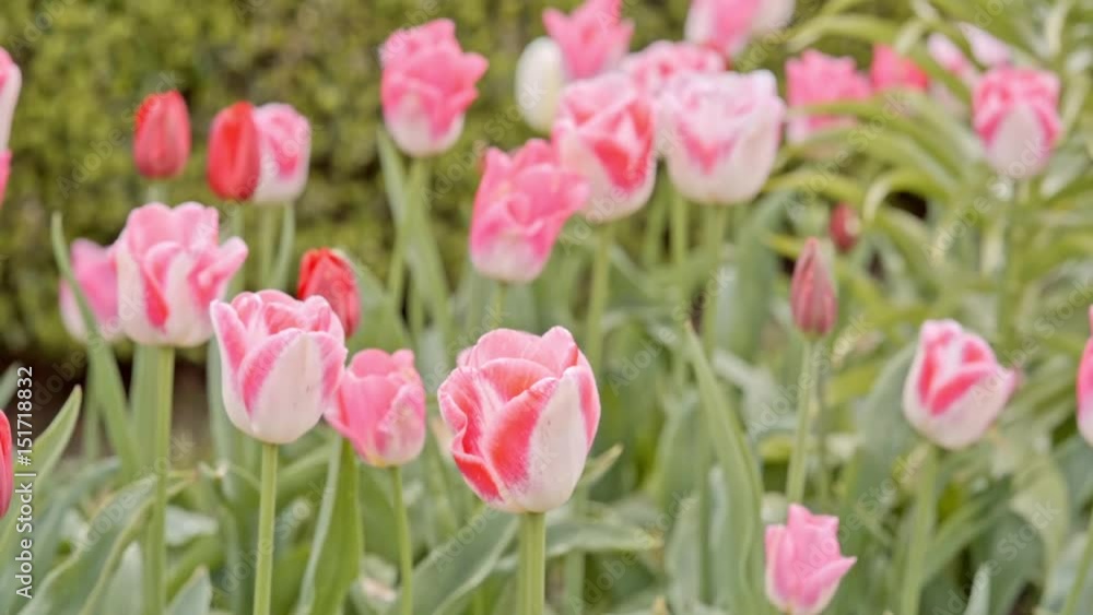 white pink and red tulips. white pink and red tulips.
