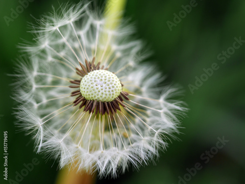 Pusteblume