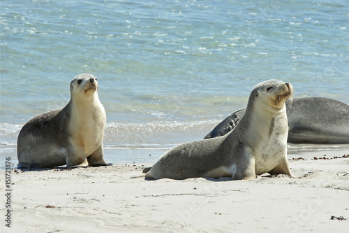 Australische Seelöwen, Seal Bay, Kangaroo Island, Australien
