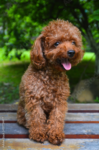 Small Poodle Sitting on Bench Waiting