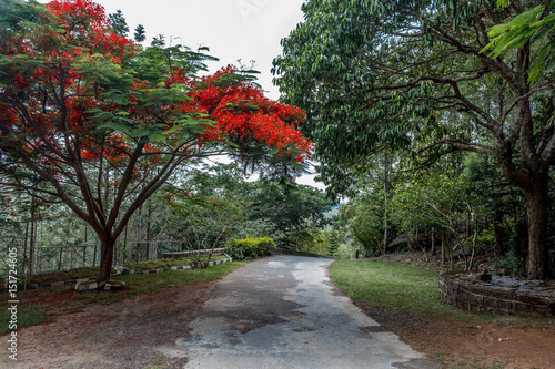 Full grown red colored tree on a road to hill station,Salem, Yercaud, tamilnadu, India, April 29 2017