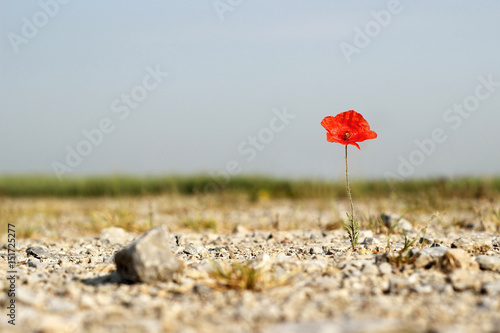Fototapeta Naklejka Na Ścianę i Meble -  filigrane Mohnblume