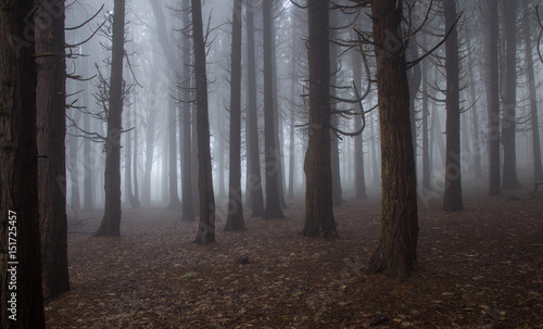 Mysterious dark old forest with fog in the Sintra mountains in Portugal © nvphoto
