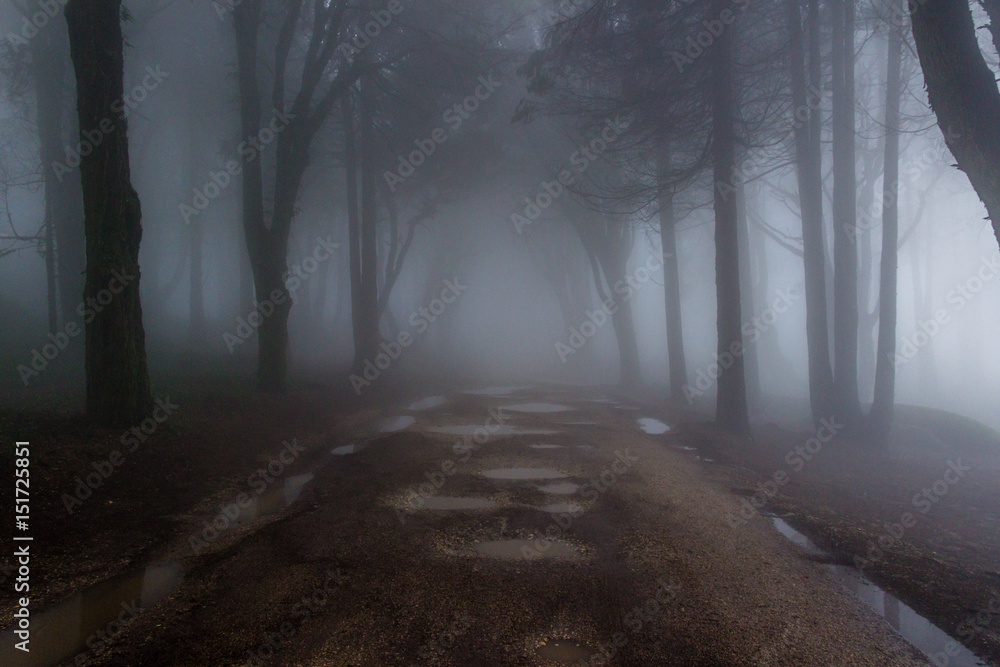 Fototapeta premium Tajemniczy ciemny stary las z mgłą w Sintra górach w Portugalia