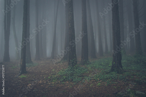 Mysterious dark old forest with fog in the Sintra mountains in Portugal photo