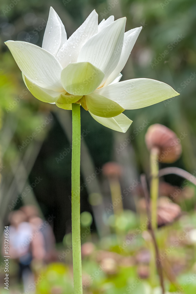 Fototapeta premium fleur blanche de lotus 