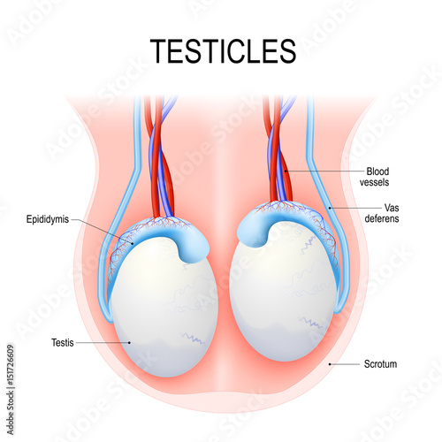 human testicles