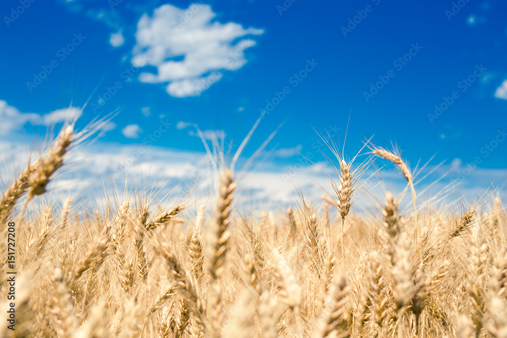 Naklejka premium landscape photo of golden wheat field ready for harvest season with big blu sky background space with over toned color and selective focus