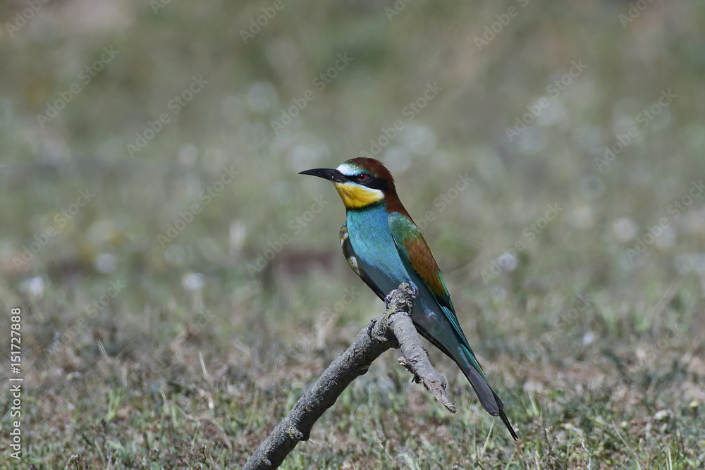 Obraz premium European bee-eater (Merops apiaster)