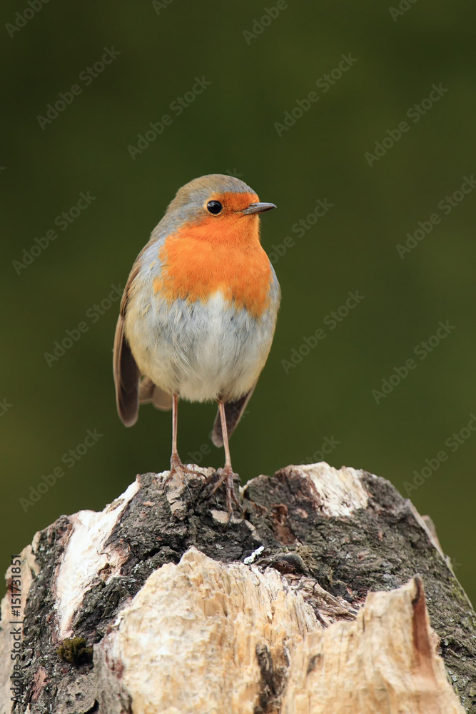 The European robin (Erithacus rubecula) sitting on the dry trunk The European robin (Erithacus rubecula) sitting on the dry trunk