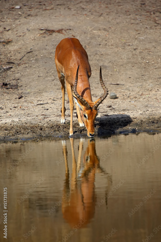 The impala (Aepyceros melampus) male drinking from waterhole The impala (Aepyceros melampus) male drinking from waterhole