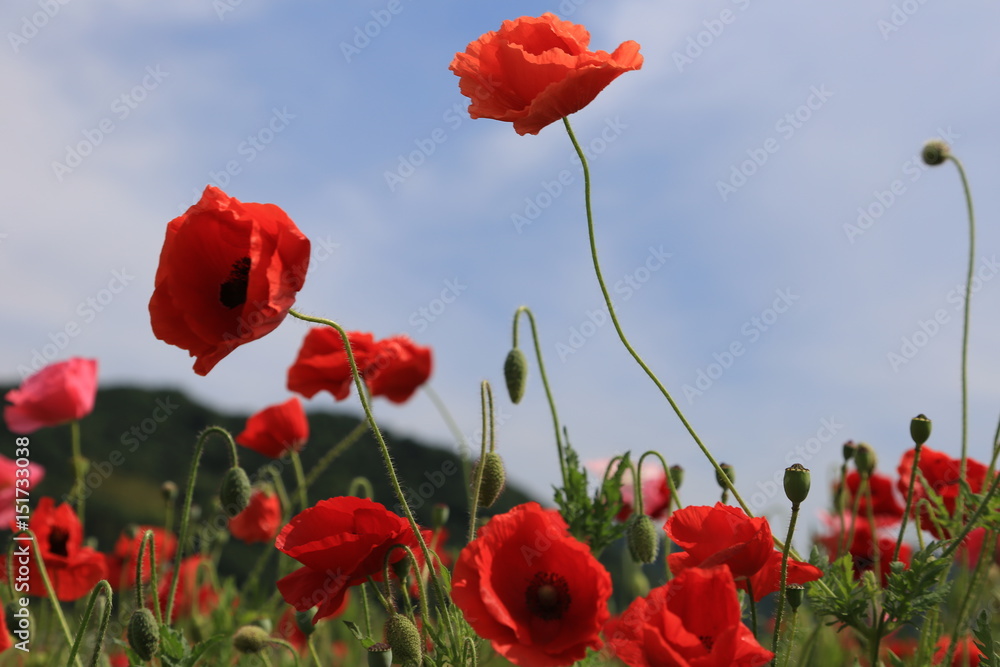 Naklejka premium ポピー畑