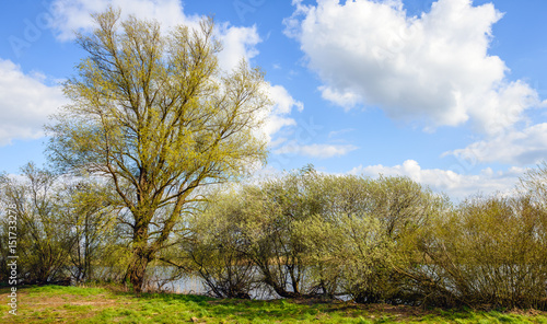 Budding willow tree and shrubs on the banks of a river