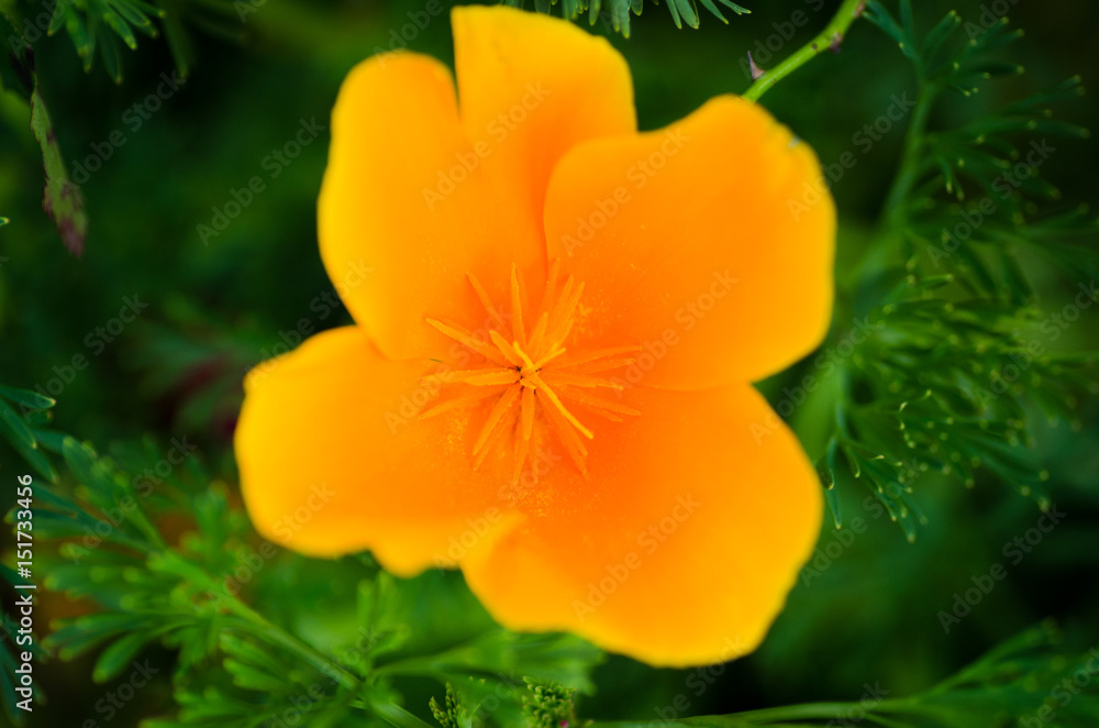 macro flower colors macro flower colors