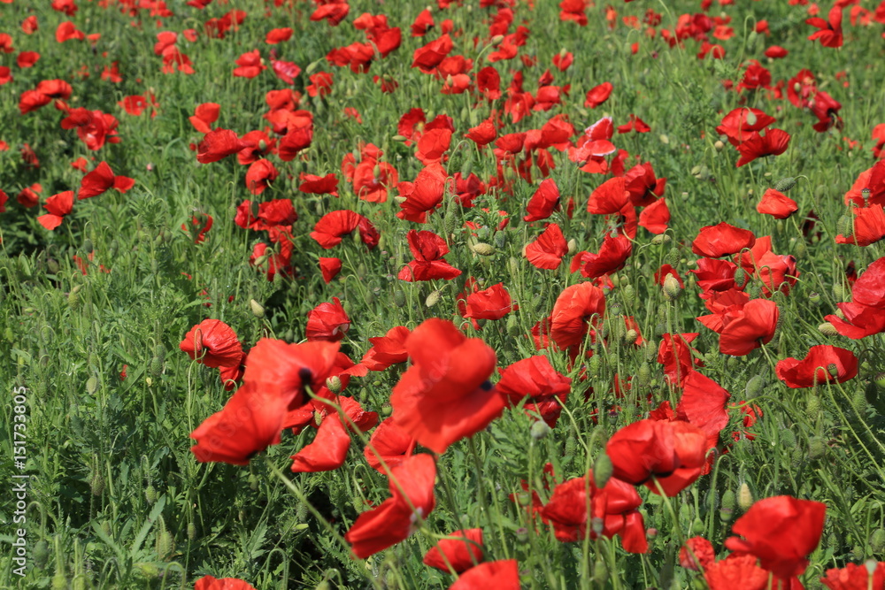 Fototapeta premium ポピー畑