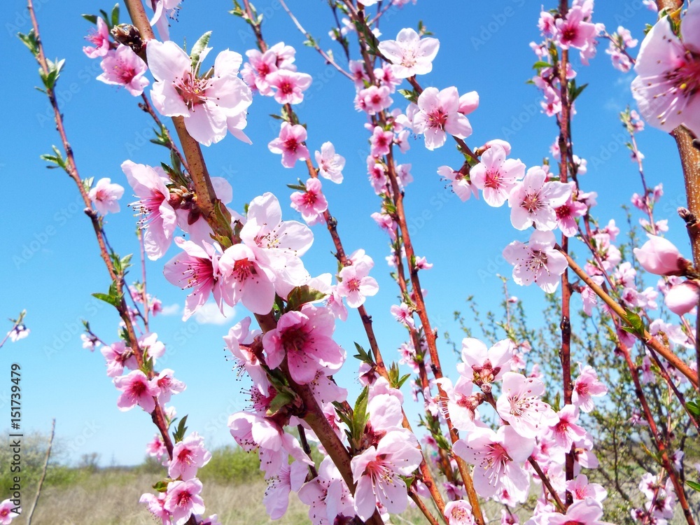  Blossoms peach
