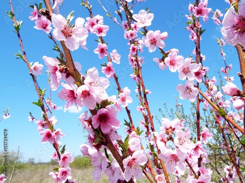  Blossoms peach