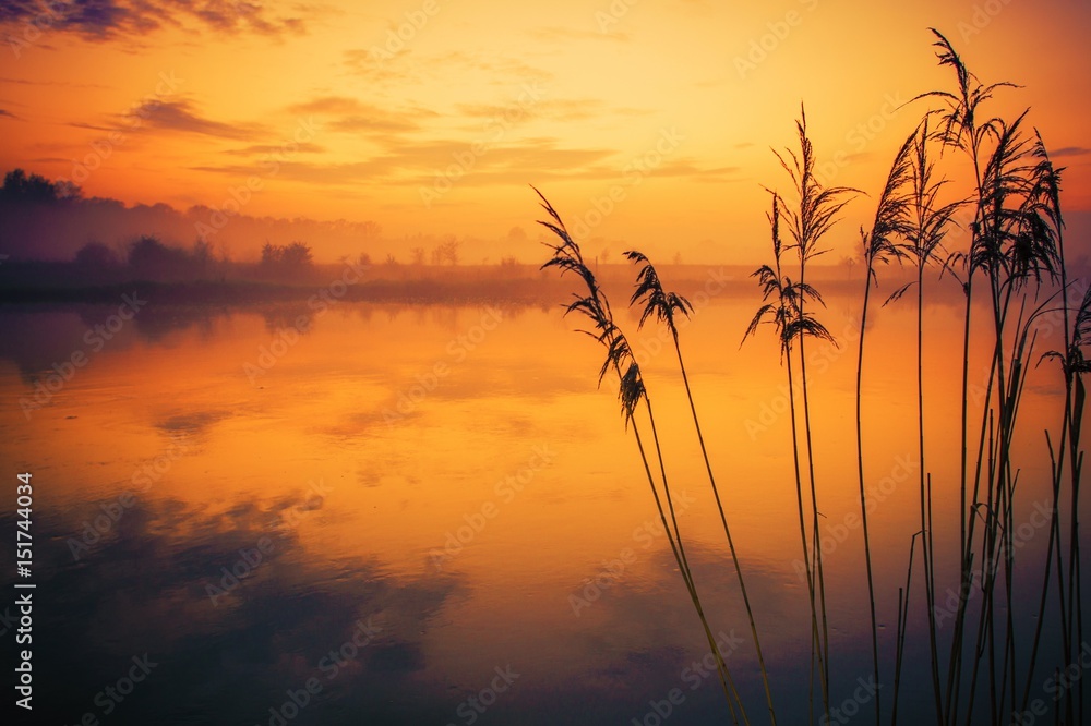 Obraz premium River Reeds Sunset Scenery