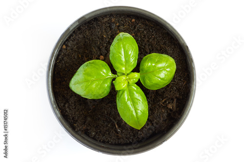 Young fresh basil plant in a pot, just starting to grow. Isolated on white background. Top view