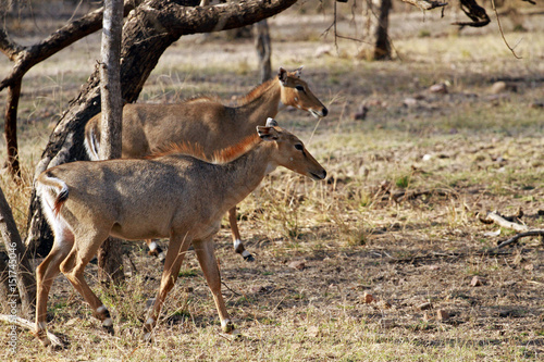 Indian Antelope  Ranthambore National Park  India