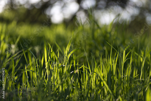 Grass in the evening sun