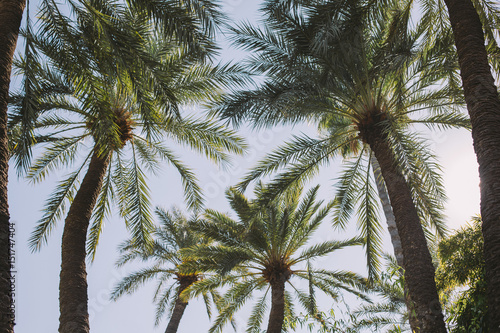 Tropical pam trees in Morocco photo