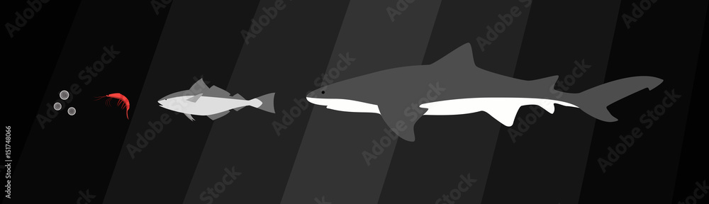 Nahrungskette im Meer mit Hai, Fisch, Krabbe und Plankton Flat Design Vektor Grafik Nahrungskette im Meer mit Hai, Fisch, Krabbe und Plankton Flat Design Vektor Grafik