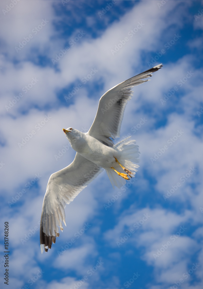 Obraz premium Beautiful Seagull flying
