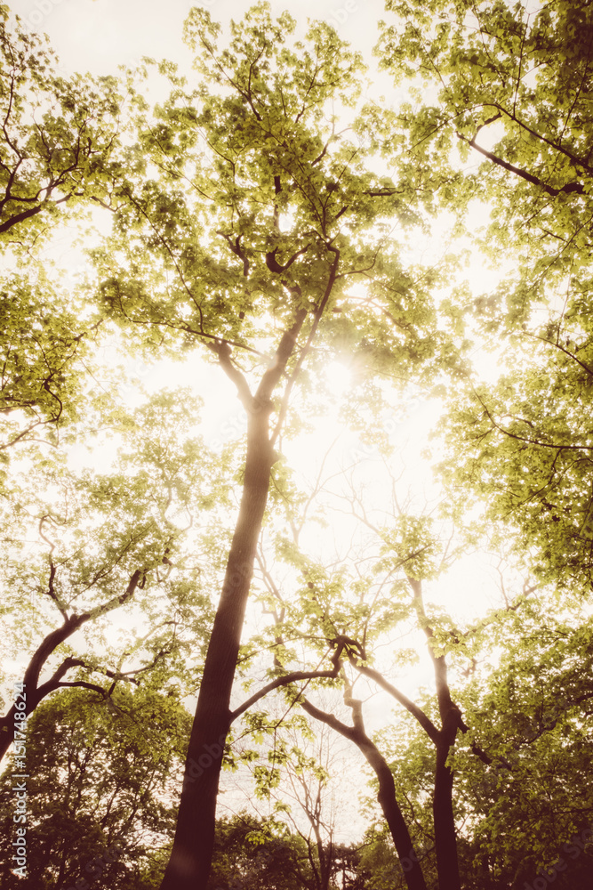 Fototapeta premium Baumwipfel aus Vogelperspektive