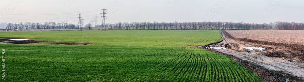 Obraz premium Landscape with winter wheat rye agricultural fields and dirty road -- spring landscape, banner, panorama