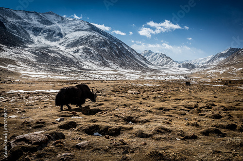 A yak is grazing at 5000 m altitude near Kardhung pass in the Indian Himalaya in late October. Ladakh, India photo