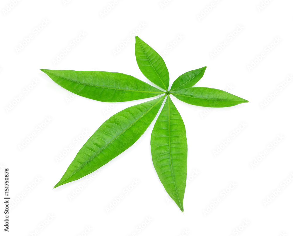 green leaf isolated on white background green leaf isolated on white background