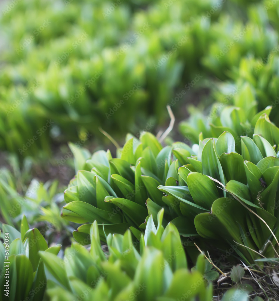 Green leaves of spring plants in the garden Green leaves of spring plants in the garden