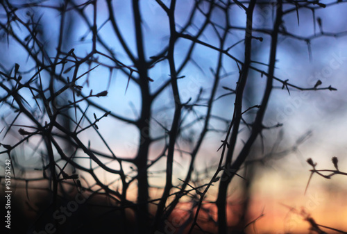 Silhouettes of branches of a tree in the dawn sun