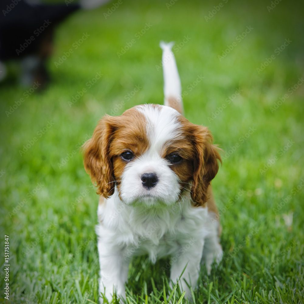 Cavalier King Charles spaniel puppy in garden