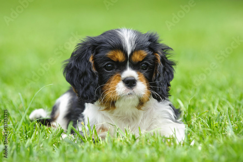 Cavalier King Charles spaniel puppy in garden