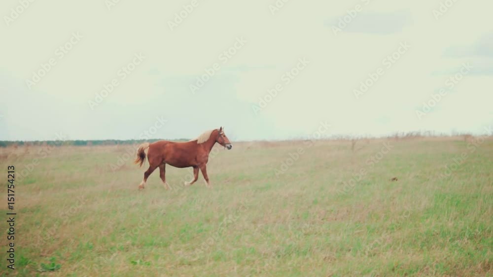 A brown horse with a white mane runs across the field. Slow motion A brown horse with a white mane runs across the field. Slow motion