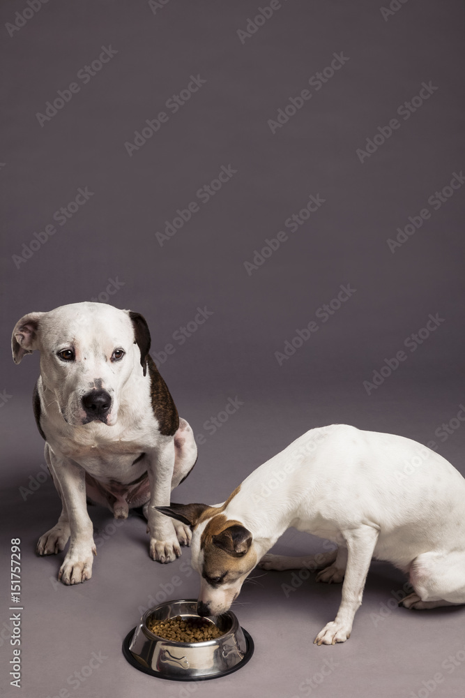 Two Dogs Eating from a Food Bowl in Studio