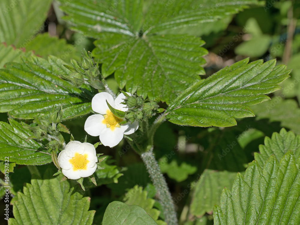 Blühende Erdbeeren, Flowering strawberries Blühende Erdbeeren, Flowering strawberries