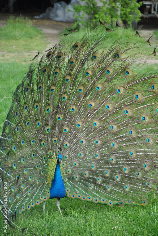 Obraz premium Pavone Blu