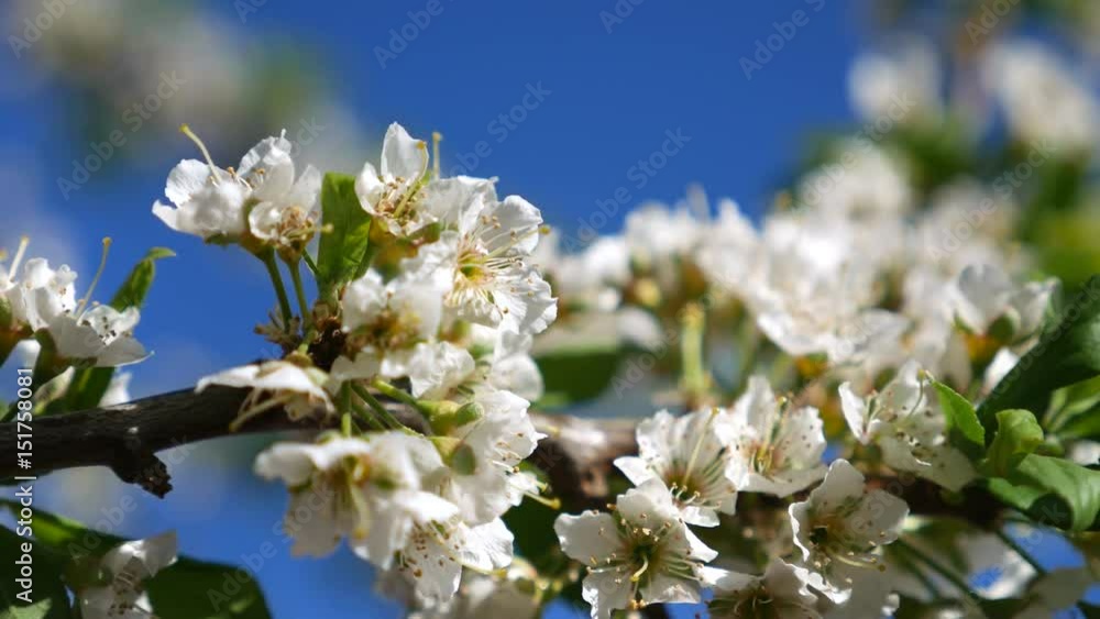 Blooming cherry blossoms in spring. Close-up in motion. Blooming cherry blossoms in spring. Close-up in motion.
