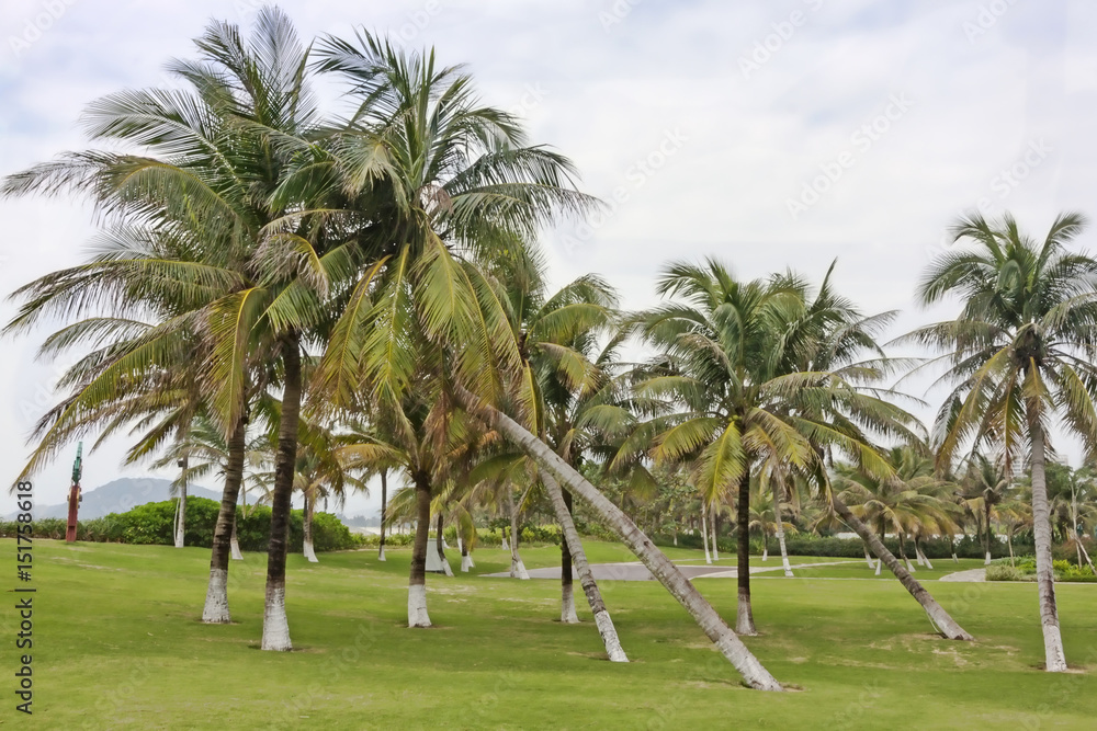 Palm trees garden in Hainan Island - China