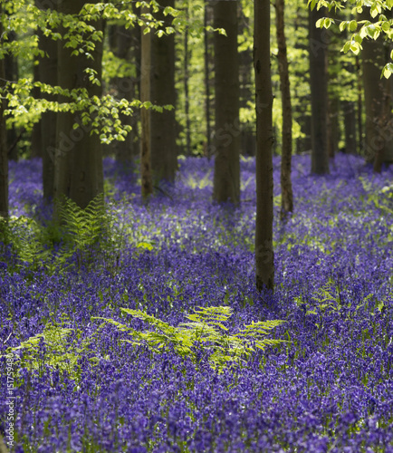 Magical forest. The blossoms of wild hyacinths. Hallerbos, Belgium.