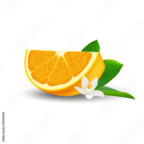 Isolated realistic colored slice of juicy orange with green leaf, white flower and shadow on white background.