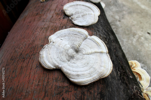 fungus and poisonous mushroom