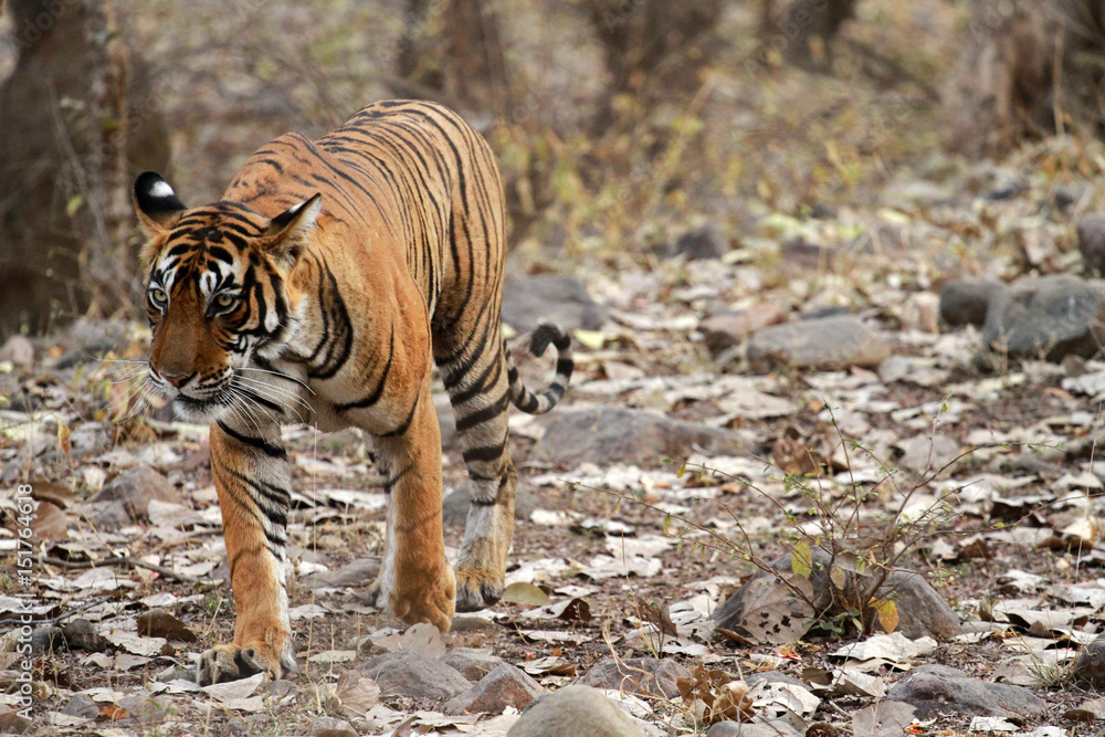 Obraz premium Tygrys bengalski, Park Narodowy Ranthambore, Indie