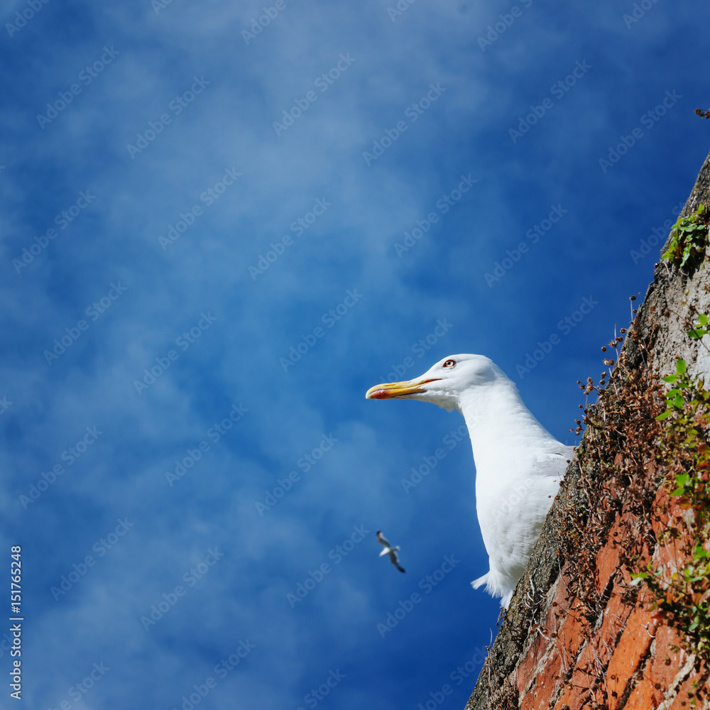 Seagull bottom view portrait on blue sky background. Seagull bottom view portrait on blue sky background.