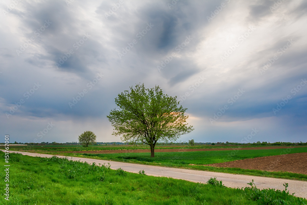Naklejka premium Lonely tree on a field