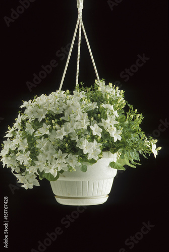 Campanula isophylla 'Alba' / Campanule photo